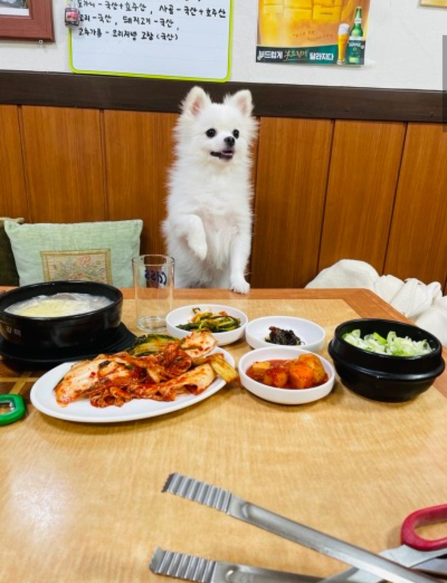 m1mchive's tweet photo. 혼밥하면 앞에 강쥐가 있어주는 설렁탕집
ㅁㅊ 당장 가야 되는거 아니냐고 진짜로 https://t.co/QyIRH2sJQ7
