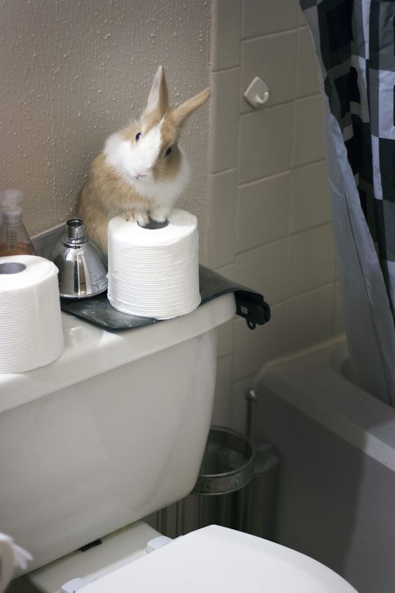 RabbitEveryHour's tweet photo. https://t.co/yqSrjCjXaz