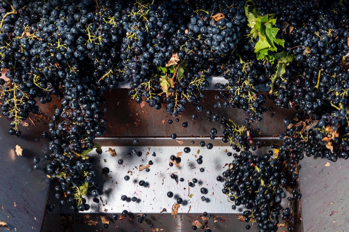Montepulciano grapes destemming.

#cantinazaccagnini #ilvinoartedelluomo #ilvinodeltralcetto #harvest2023