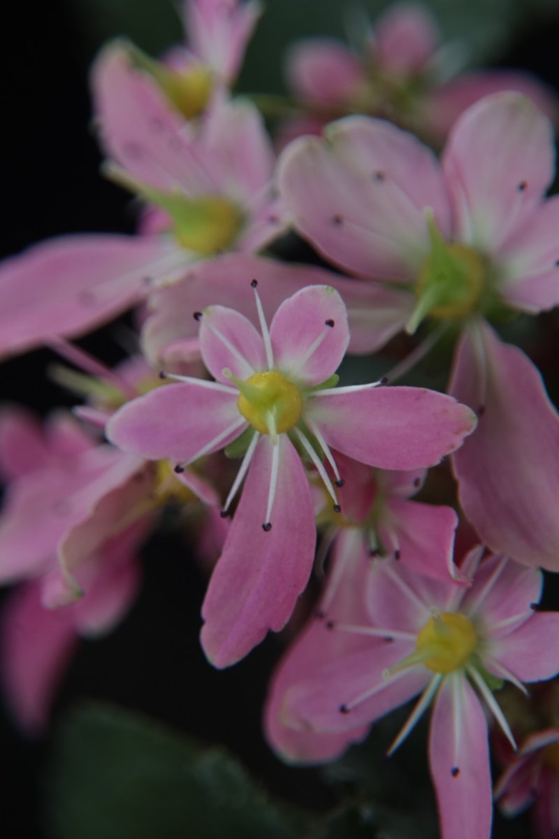 Fortune saxifrage 😊