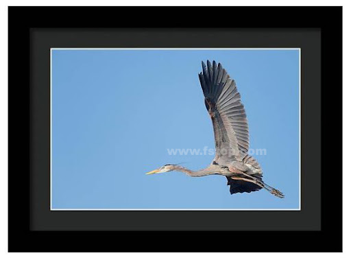 Great Blue Heron in Flight!

fineartamerica.com/featured/great…

#wildvisiondotcom
#puttaswamyravishankar
#perfectgift #ಪುರಶಂ #fstopdotcom #bangaloredotcom #nature #naturephotography #BuyIntoArt #AYearForArt #Art #cosmictouchdotcom #visualrhythmcampus