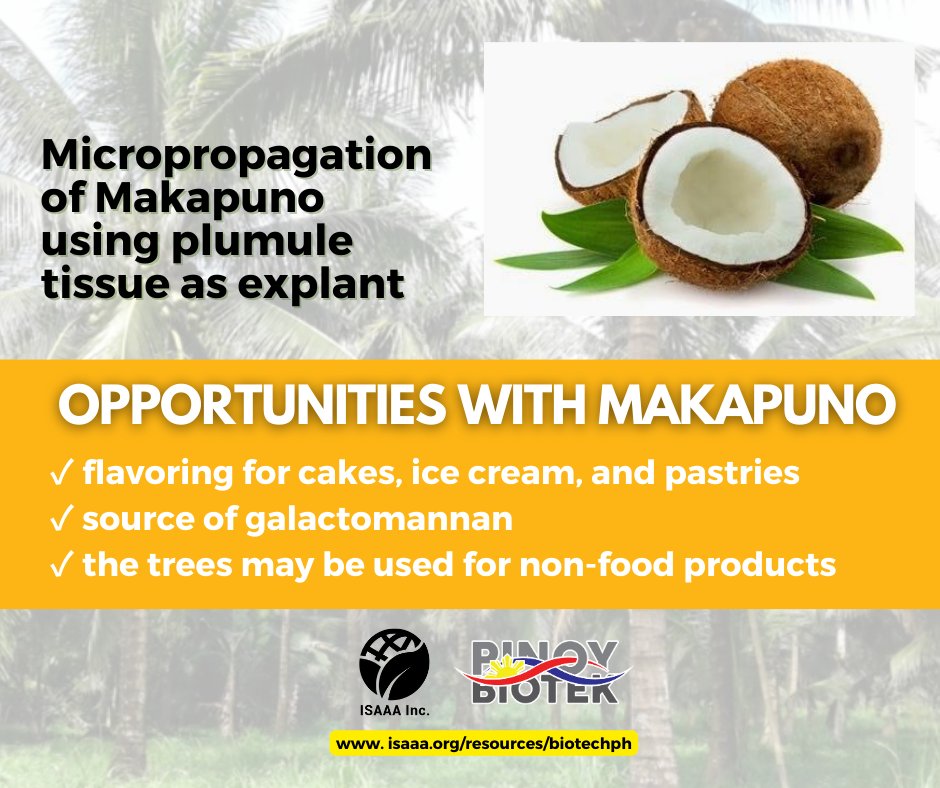 Makapuno offers plenty of opportunities for farmers, producers, and entrepreneurs. It is a source of galactomannan, which is a polysaccharide that is made up of galactose and mannose. Makapuno can also be used as a flavoring for cakes and pastries.

Image from: COCOFED

#makapuno