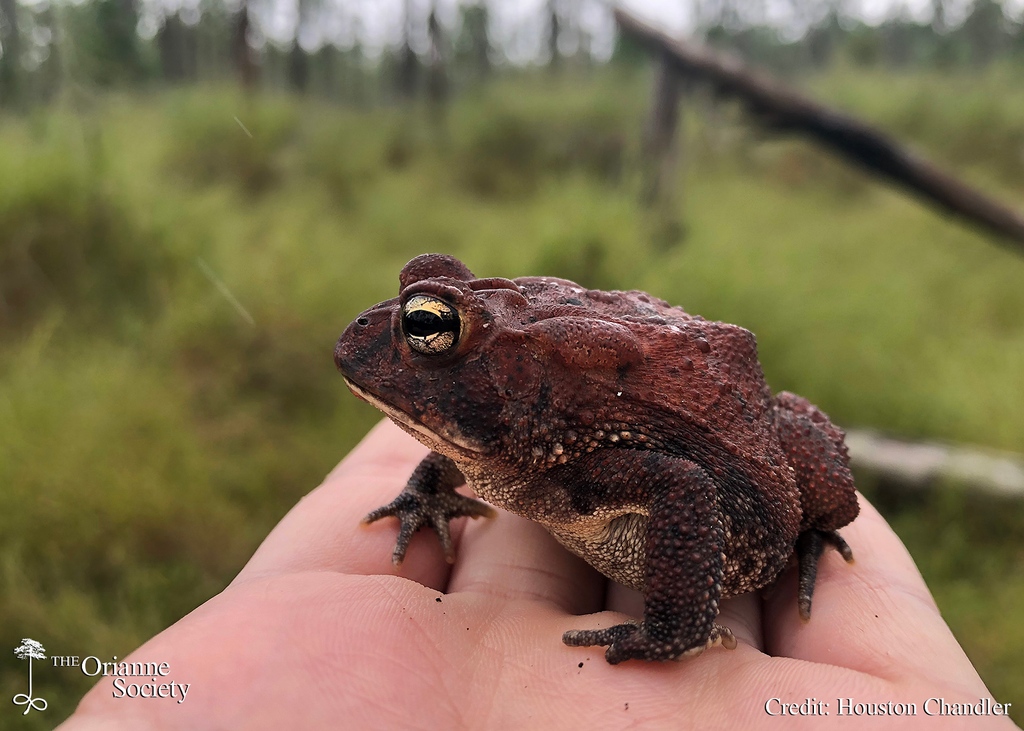 The Orianne Society tweet media