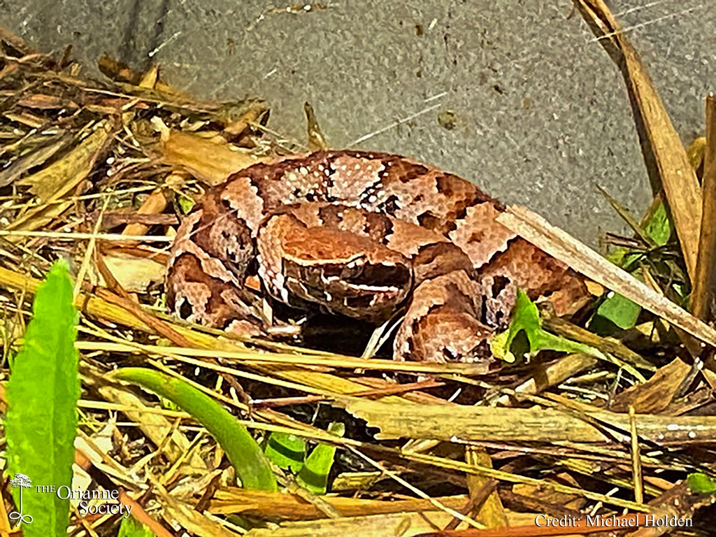 The Orianne Society tweet media