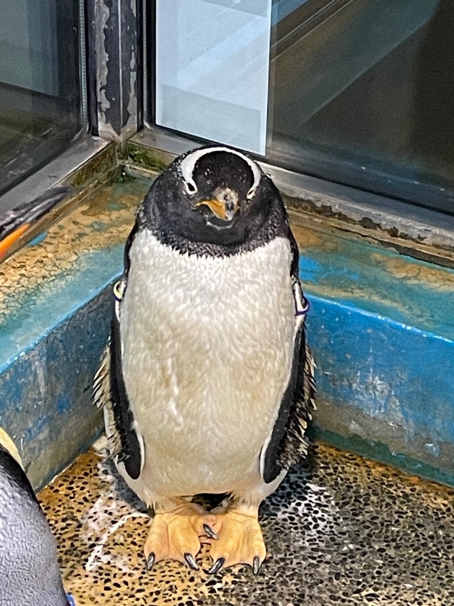 キングペンギンに包囲されたジェンツーペンギン。出られなくて、この顔