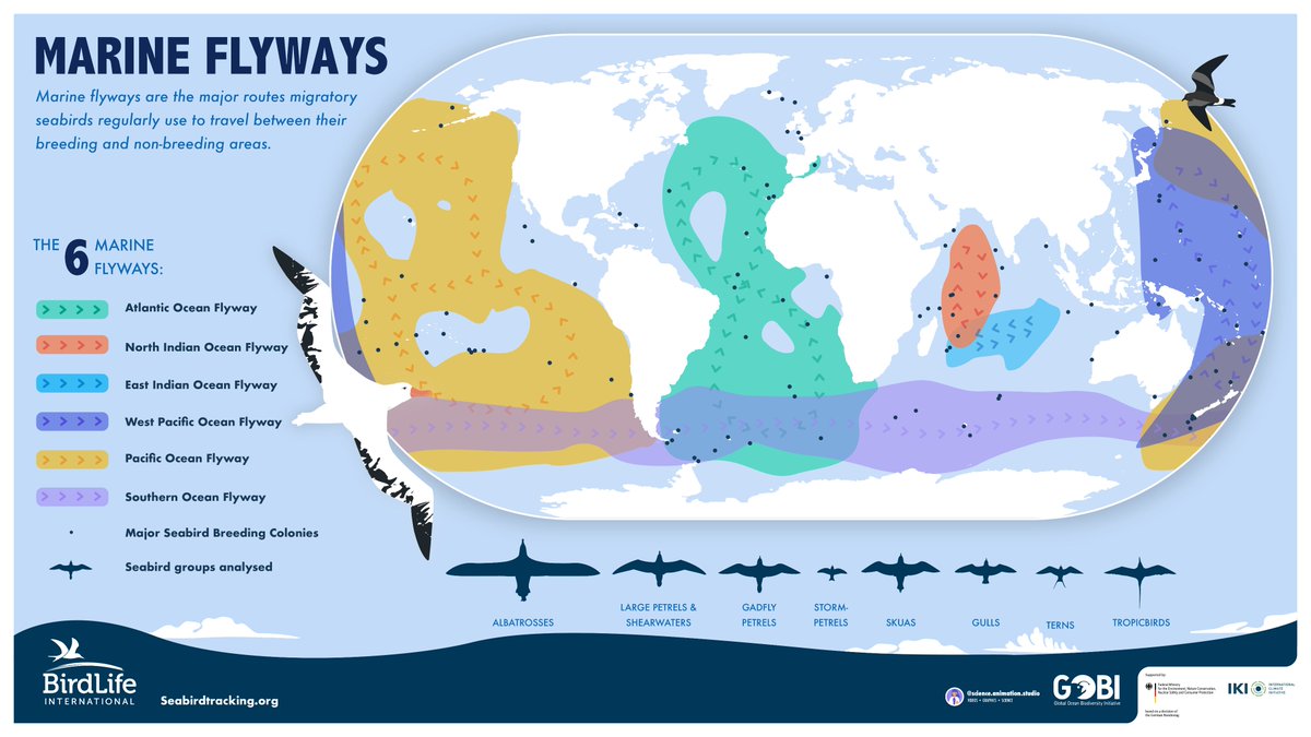 Visit seabirdtracking.org/case-studies/m… to find out more and view the incredible flyways in each of the world's oceans 2/2