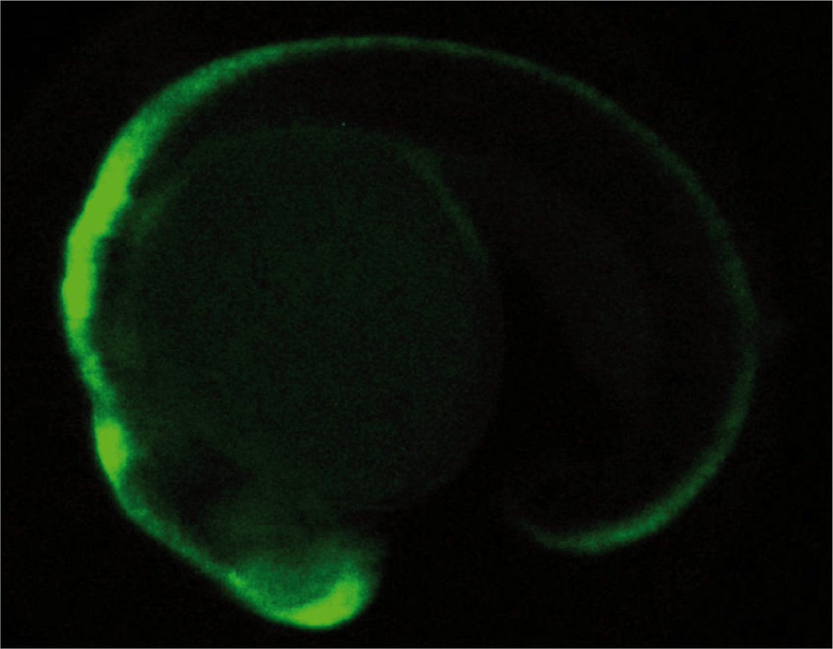 📢Please RT: Our lab at @GeneticsUB @IRBioUB is recruiting! 1 PostDoc position 1 LabManager/Technician position Come join us if you R interested in the evolution of molecular novelties and gene regulation! See thread & our website for more details: nachomaesolab.wixsite.com/maesolab/join-… 1/3