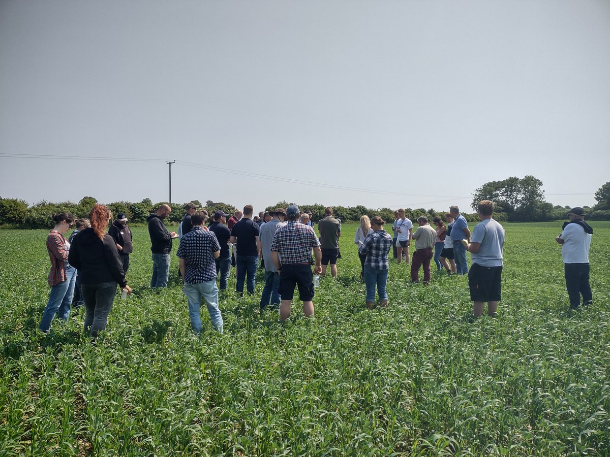 IFarmers's tweet photo. Intercropping is known to have environmental and economic benefits, but which varieties work best together in a UK climate?
Join us for a @Leguminose_EU webinar to find out:
📅 25th October, 9:00 - 10:30am, online
More info & booking:
https://t.co/O97Fy7xEcB
#LEGUMINOSE https://t.co/OKZLKxcTWB