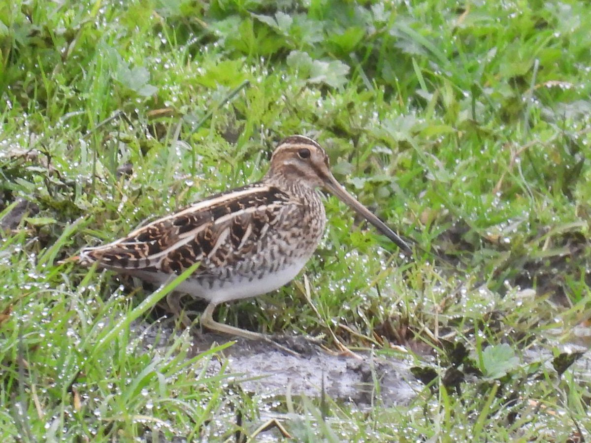 L8WFC81's tweet photo. Quiet but interesting morning at Elton after the rain. Common Gull and Snipe being the headliners. #pathbirding #elton https://t.co/TAJVoPkrqk