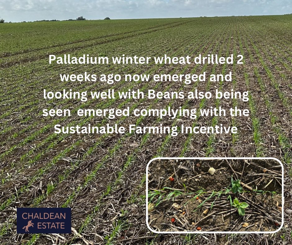 Palladium winter wheat drilled 2 weeks ago now emerged and looking well with Beans also being seen  emerged complying with the Sustainable Farming Incentive

<a href="/ceresrural/">Ceres Rural</a> <a href="/19stu88/">Stuart goddard</a> <a href="/Lmillsy_135/">Luke Mills</a> <a href="/KWSUKLtd/">KWS UK Ltd</a> #feedingthenation #backbritishfarming #wheat #harvest2024 #autumn