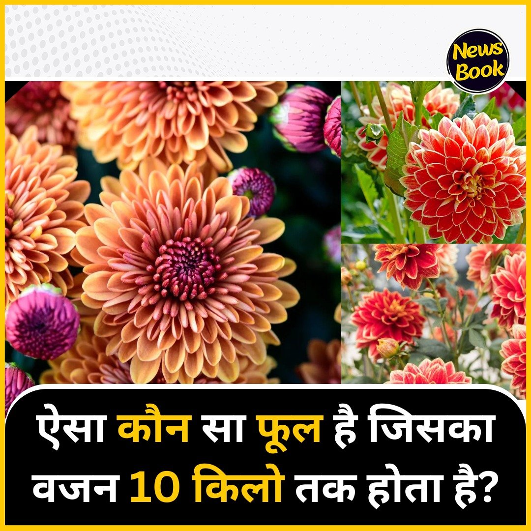 NewsBookMedia's tweet image. ऐसा कौन सा फूल है जिसका वजन 10 किलो तक होता है?

कमेंट में दे जवाब... 

 #quiz #quickanswer #Question #flower