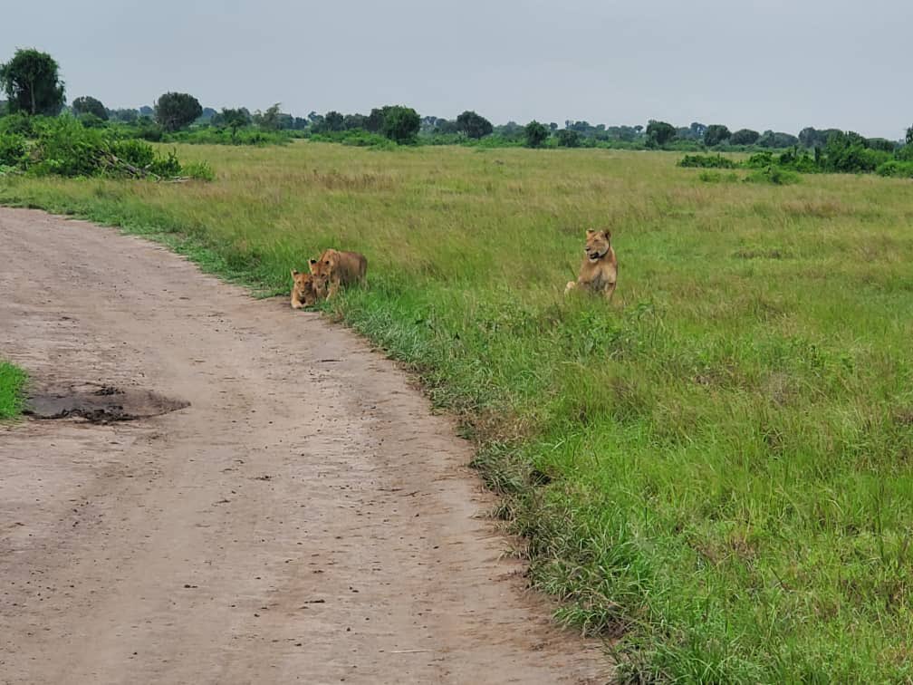 the_bushgal_'s tweet photo. Itโs a beautiful morning,game drive as usual in Kasenyi, Kanyere junction -research track in #QueenElizabethNationalPark
Prides of lions spotted gazing at us as tourists enjoy filming.
@Sudhirntv , weather is perfect tourist are here enjoying their drive.
#ExploreUganda https://t.co/I5OgKEYrD5