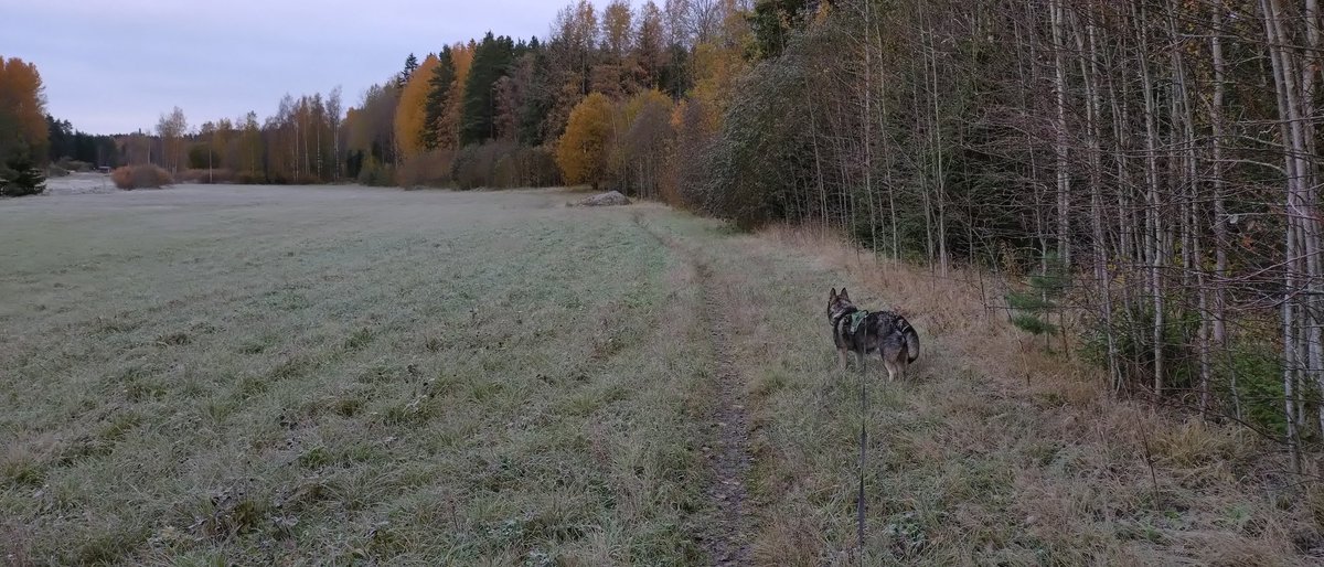 petterin1's tweet photo. #aamulenkki #morgonlänk #hundgassi https://t.co/MtMW8tcGY8