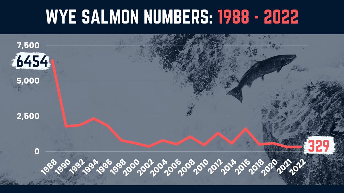 The collapse of the Atlantic salmon in the Wye, now tragically facing extinction, is just one of a number indicators of the ecological collapse of the UK’s 4th largest river system. @theresecoffey @DefraGovUK since promising a “Plan for the Wye” - total silence Where is it ⁉️