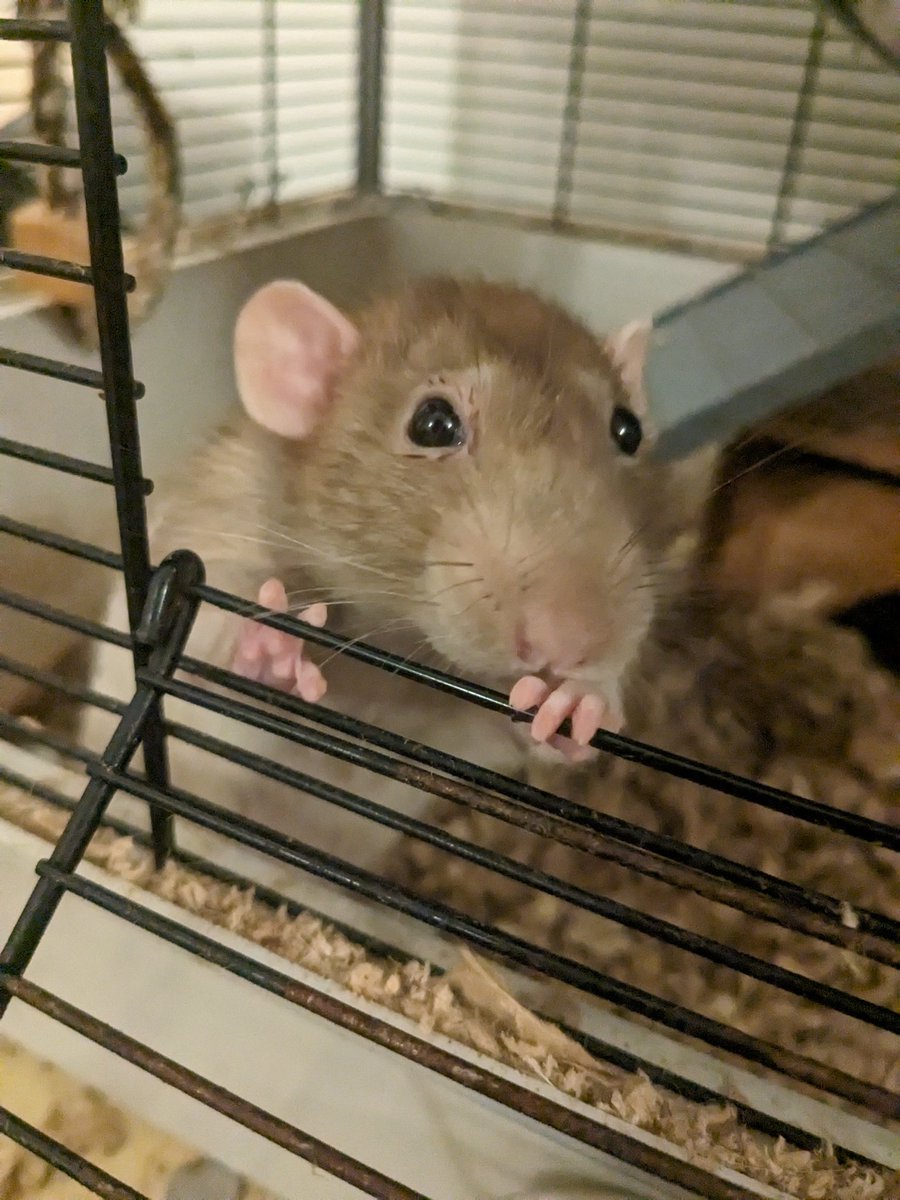 Stone Cold Steven Universe tweet media