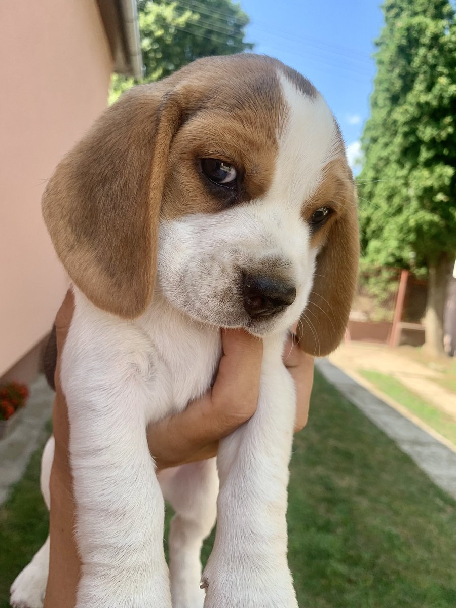 DivaSimanic's tweet image. Jutric 😍🍵🫖