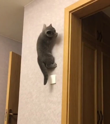 Cat.eth tweet media