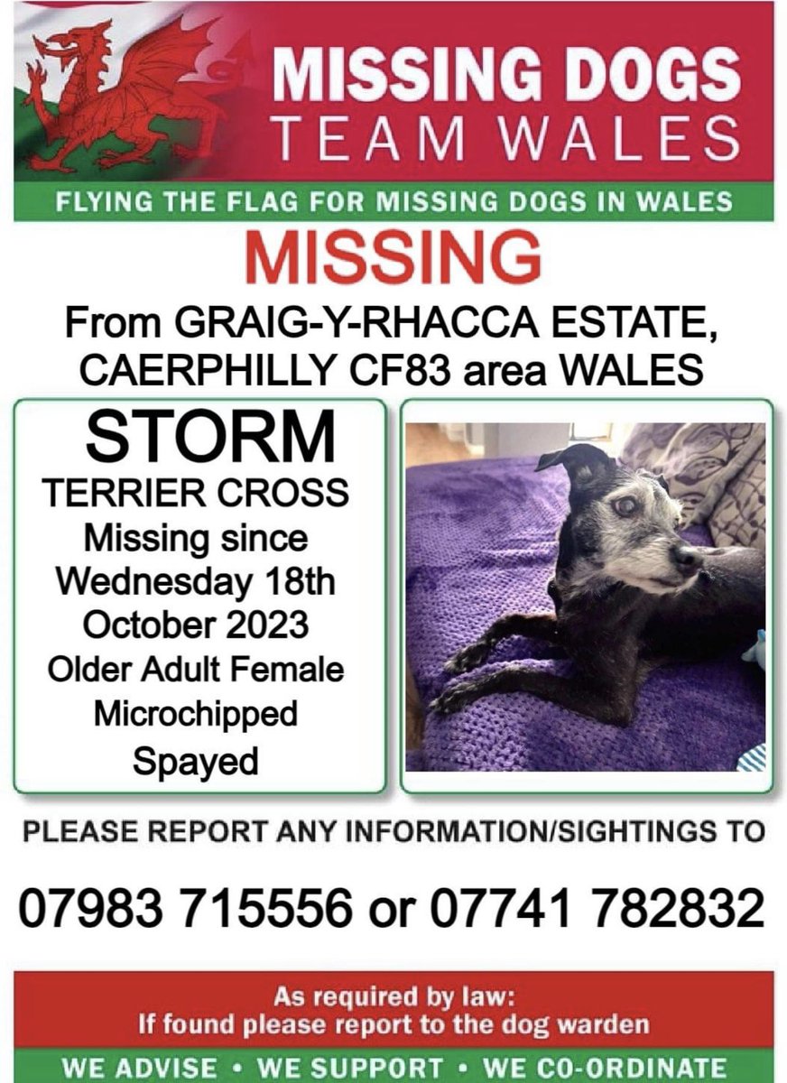 ❗STORM, MISSING FROM #CRAIGYRHACCAESTATE, #CAERPHILLY, #CF83 area #WALES ❗
❗SINCE WEDNESDAY 18th OCTOBER 2023.
🔺🔺11 YEAR OLD, PLEASE LOOK OUT FOR STORM AND CALL NUMBER WITH ANY SIGHTING 🔺🔺