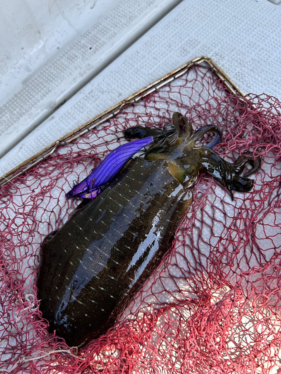 tsuritaro55's tweet photo. 仕事前にさくっとティップラン🦑

ナブラ探しは不発🎣
青物も釣りたい🎣 https://t.co/xtZF6cpDnb