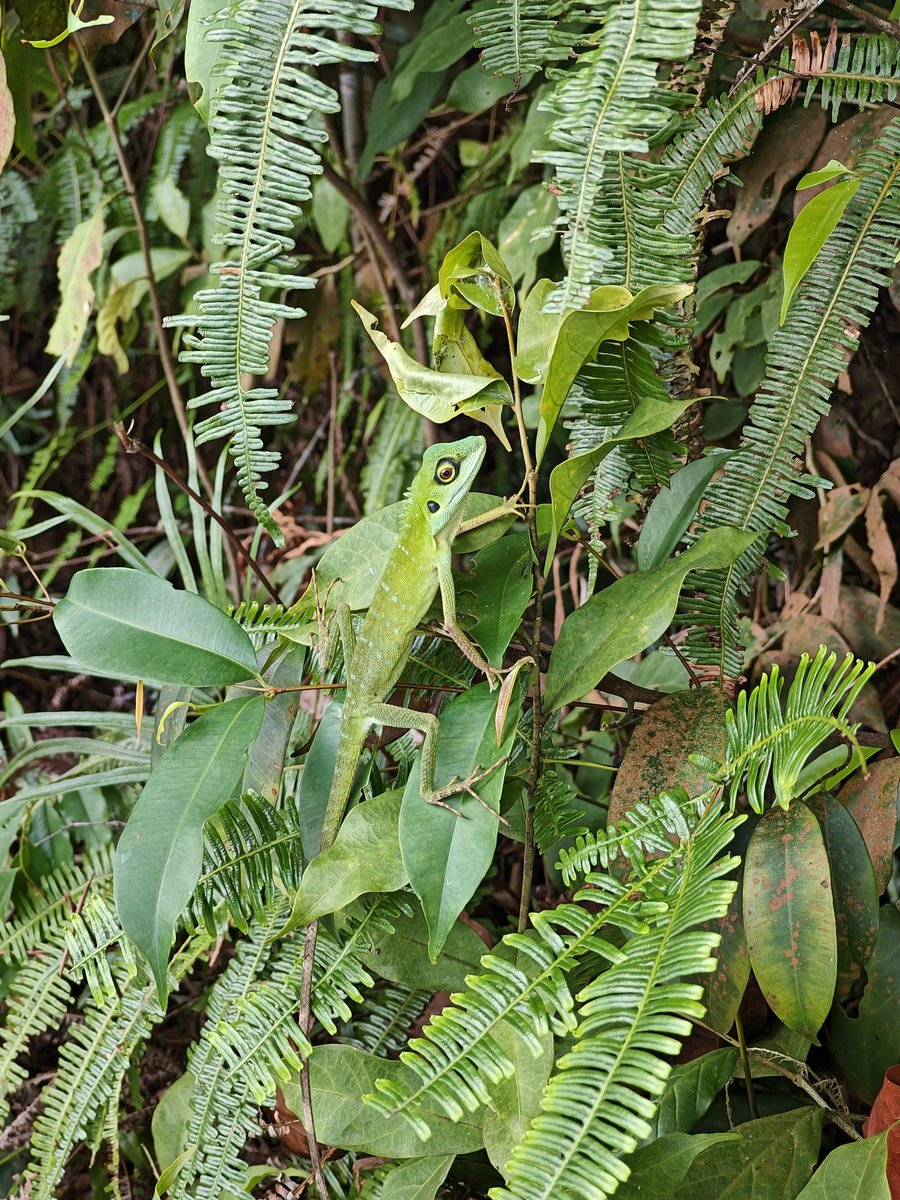 BugCatcher_Mao tweet media