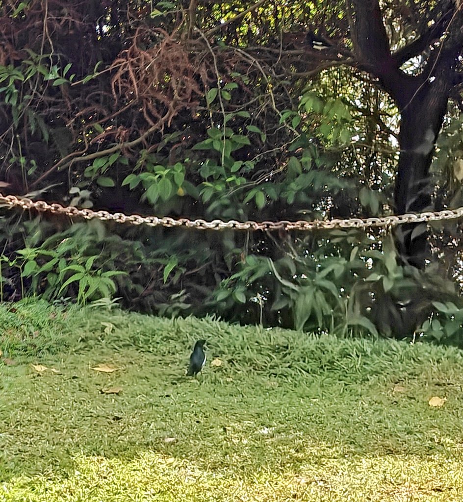 BugCatcher_Mao tweet media