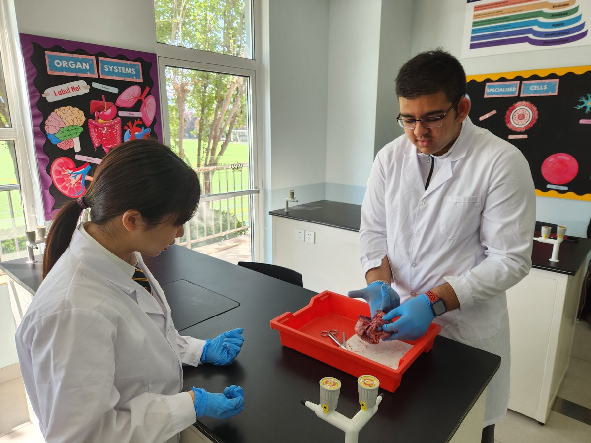 BSB_Shunyi's tweet image. Year 11 students had a heart-to-heart discussion in their Biology lessons. They successfully identified all the different parts of the heart and the direction of blood flow by dissecting pigs hearts. Well done!
#BSBShunyi #NordAngliaEducation #NAEBeAmbitious #CreateYourFuture
