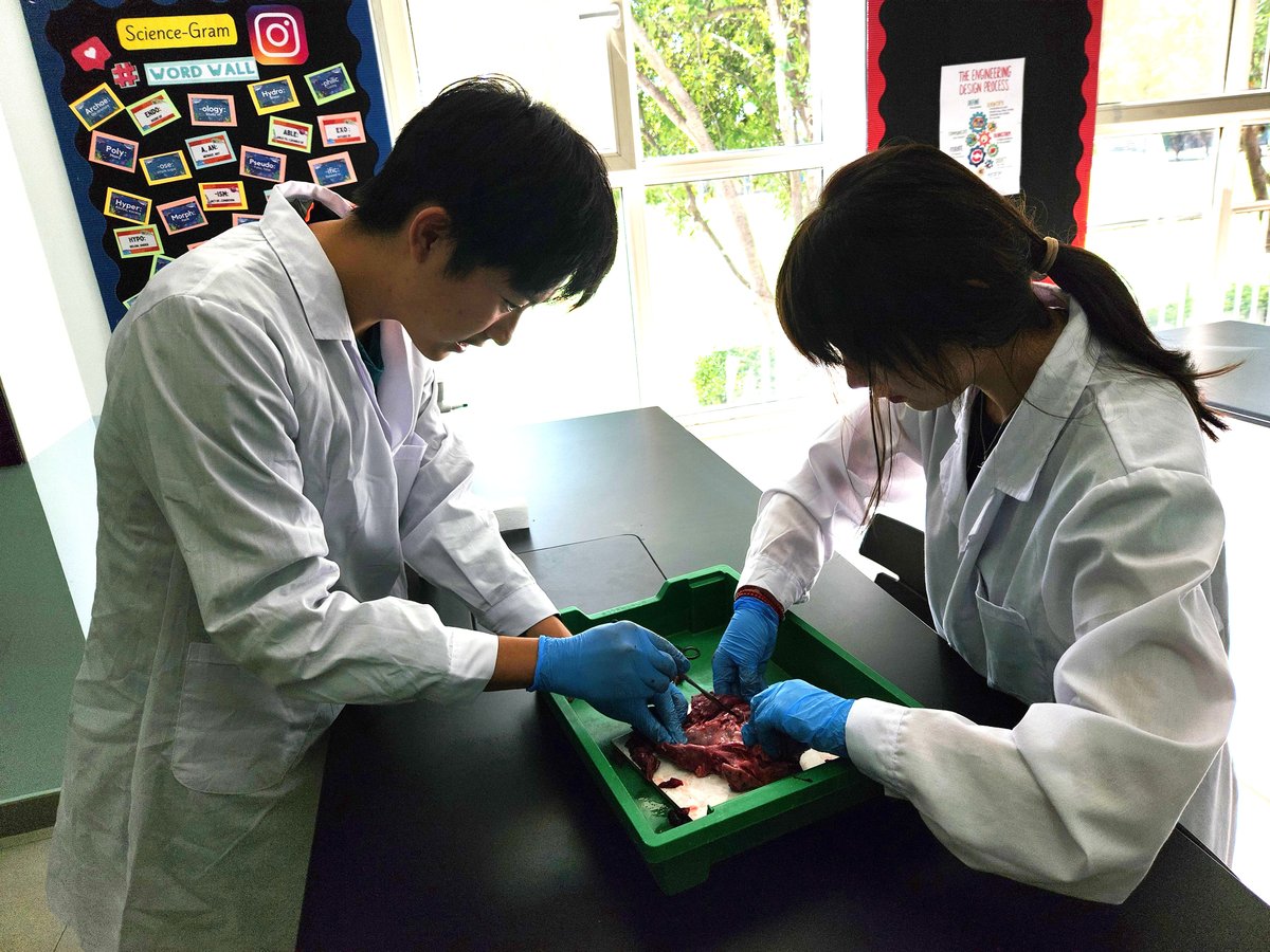 BSB_Shunyi's tweet image. Year 11 students had a heart-to-heart discussion in their Biology lessons. They successfully identified all the different parts of the heart and the direction of blood flow by dissecting pigs hearts. Well done!
#BSBShunyi #NordAngliaEducation #NAEBeAmbitious #CreateYourFuture