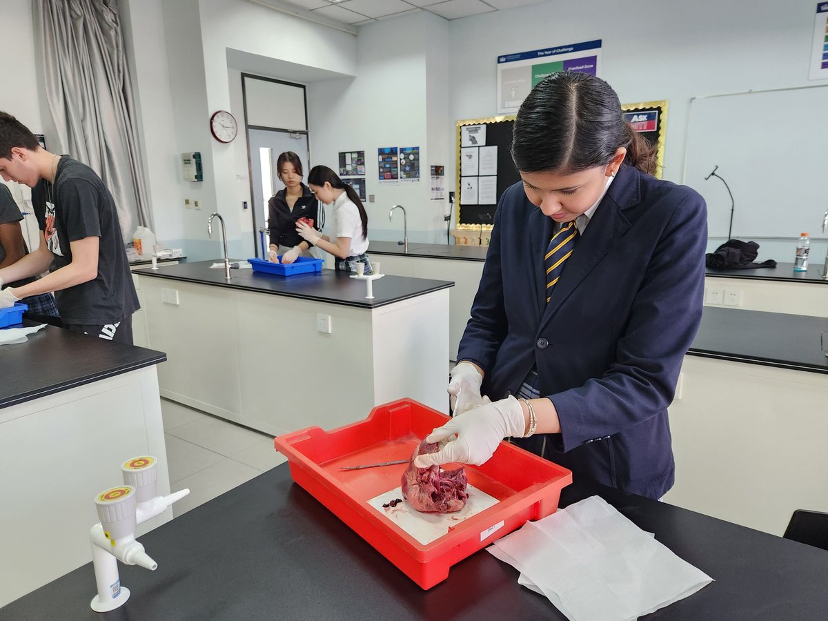 BSB_Shunyi's tweet image. Year 11 students had a heart-to-heart discussion in their Biology lessons. They successfully identified all the different parts of the heart and the direction of blood flow by dissecting pigs hearts. Well done!
#BSBShunyi #NordAngliaEducation #NAEBeAmbitious #CreateYourFuture