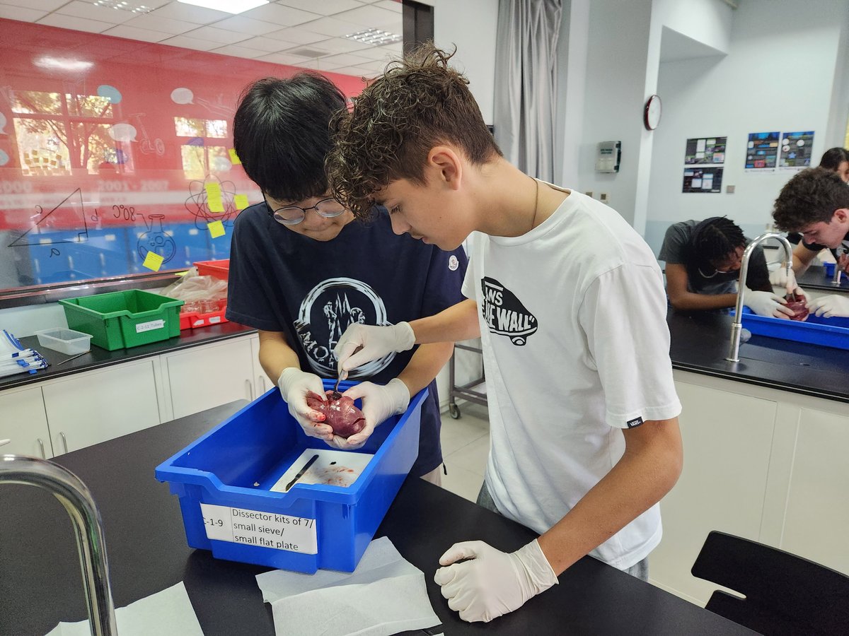 BSB_Shunyi's tweet image. Year 11 students had a heart-to-heart discussion in their Biology lessons. They successfully identified all the different parts of the heart and the direction of blood flow by dissecting pigs hearts. Well done!
#BSBShunyi #NordAngliaEducation #NAEBeAmbitious #CreateYourFuture