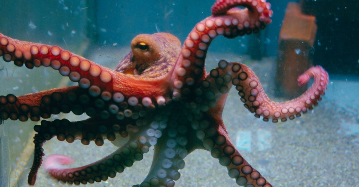 📢New paper out in 'G3: Genes, Genomes, Genetics' @OUPAcademic! 🐙The chromosome-level genome for the common octopus becomes a reference model to discover more about how the brain works 🌍An international #research in the framework of @EasiGenomics ➡️cnag.eu/news/chromosom…