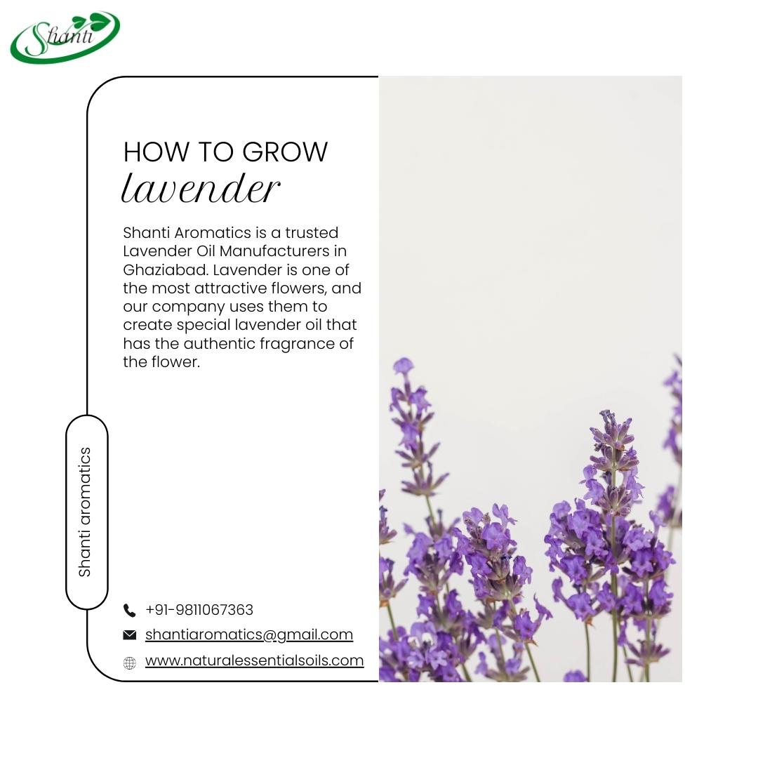 ✅ Cultivating Tranquility: Unveiling the Secrets of Lavender Growth with Shanti Aromatics. 🌿💜

For More Info :
🌎 naturalessentialsoils.com/lavender-oil.h…
💳 shantiaromatics@gmail.com
📞 +91-9410054666

#ShantiAromatics #LavenderLove #GardenBliss #HerbalHarmony
#Aromatherapy #LavenderBlooms