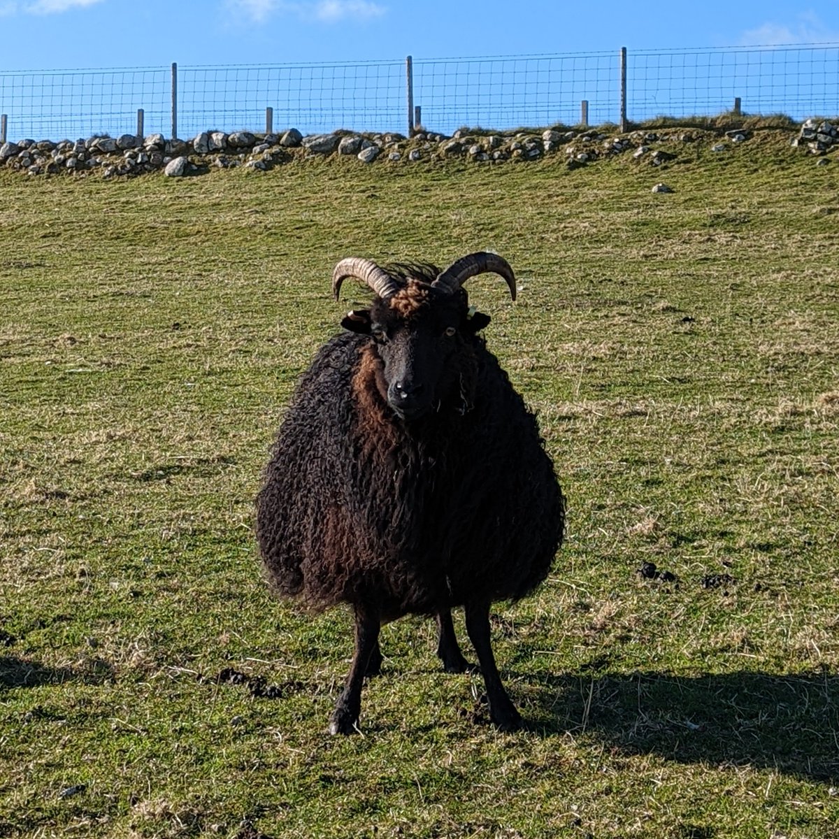 A sheep might seem left of field on a tea account... but the Angry Triangle is our sister site - selling yarn and tweed from the Tiree Tea croft! If you haven't met the AT yet - you should! angrytriangle.co.uk