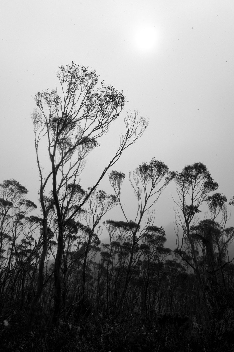 Veil.

#photography #blackandwhite #bnw #monochrome #digital #trees #forest #mountain #snow #hiking #tasmania #kunanyi #mtwellington