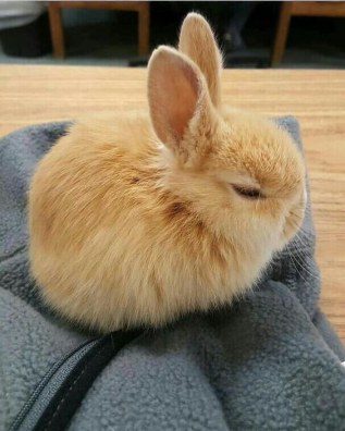 RabbitEveryHour's tweet image. 