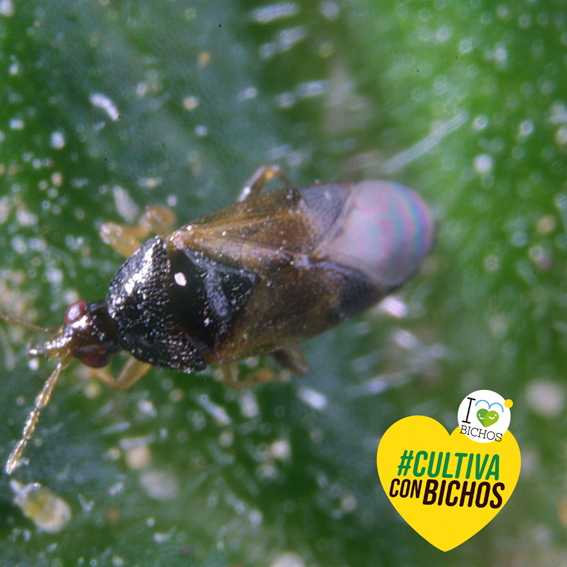 IBichos's tweet photo. Quien tiene un amigo tiene un tesoro ¡Y nosotros tenemos un millón de ellos! 🐛🐝🐞🦗🕷
En este caso es el turno de nuestro Orius, un gran aliado a la hora de devorar TRIPS. 
Y tú, ¿Cultivas ya con la ayuda de #Orius?
¡Te leemos! 
💚 #Biocontrol #ControlBiológico #ILoveBichos https://t.co/i6ZBYhZC4X
