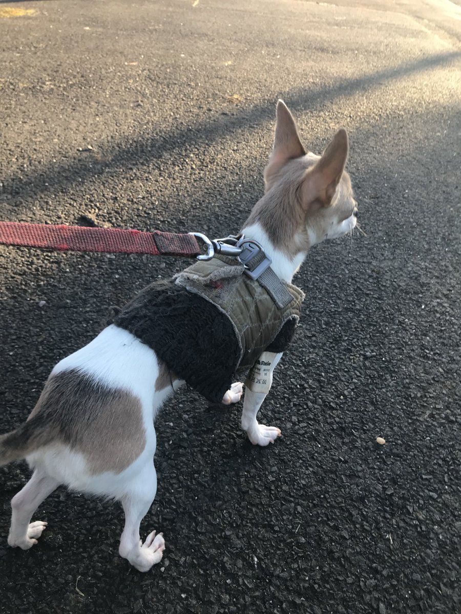 jessecuster72's tweet photo. Bess’s war diary; Bess spent most of the summer being exercised in the back garden. Now the bad weather is here she is back on the streets;

Zoms and Hoofools be warned, the Bitch is back! 

Raaaaar! #Bess #ZSHQ #queenbess #chihuahua https://t.co/pbdkAnjsnZ