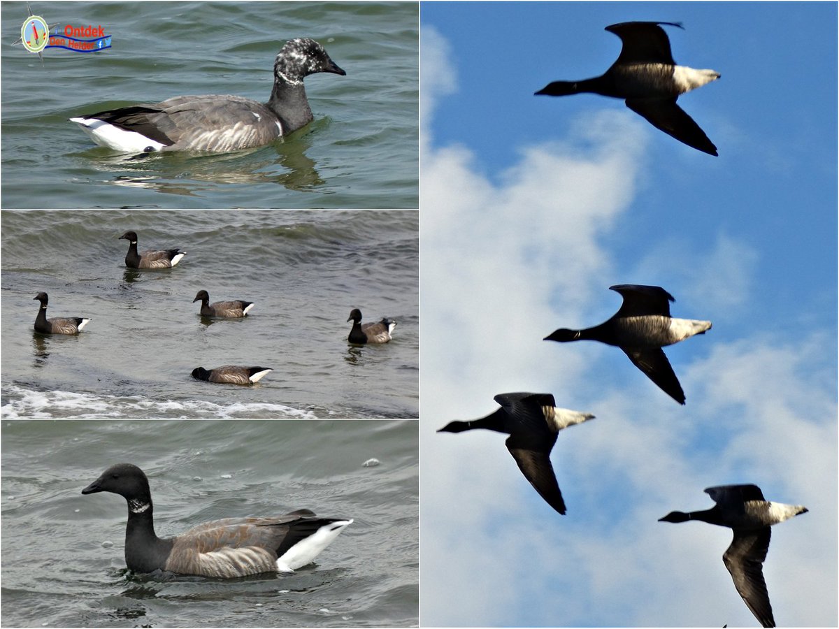 ontdekdenhelder's tweet photo. De #rotgans trekt weer massaal naar de #kust van #DenHelder - #oktober #brent_goose #vogels #birds #natuur #nature #herfst #Autumn https://t.co/reLulXfeAU
