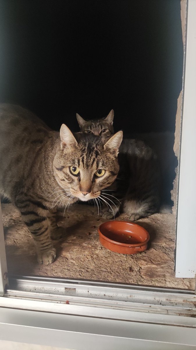 The Wildows Cats tweet media