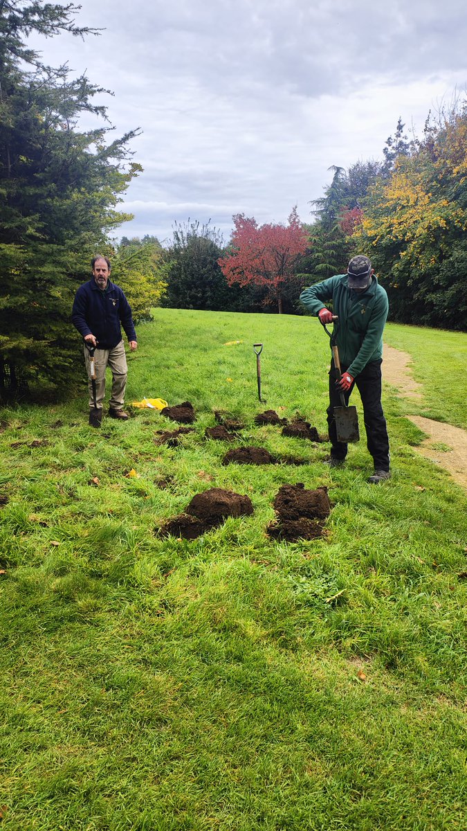 Preparing for spring, we are planting thousands of tulips: Pink Impression and Dordogne at Tulip roundabout.