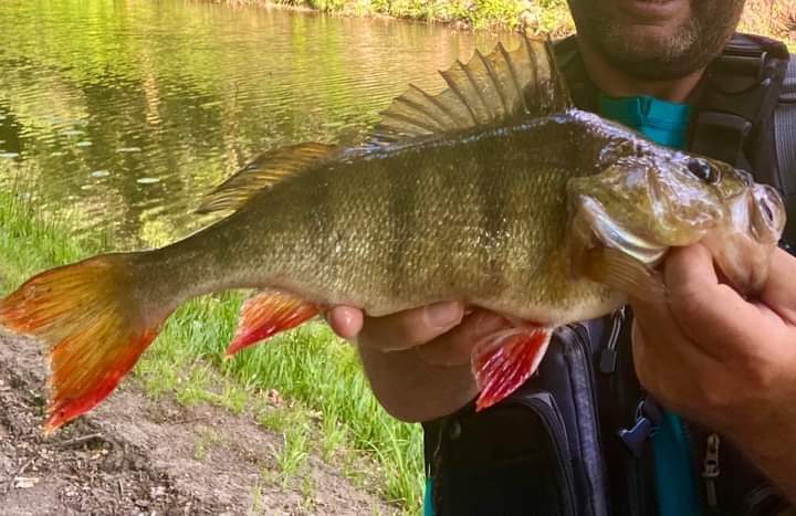 PecheMer's tweet image. Par: Grimault Bertrand merci 🤙😊
Belle perche prise avec ce leurre dont la sonorité et la nage en surface se prêtent bien à la pêche en canal ou en bordures, herbiers etc..
Le lien: lapêche.com/fameux-leurre-…
