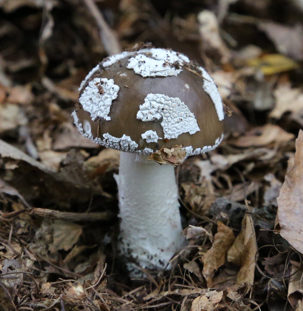 Our next outing is on Saturday 21st October to Bargain Wood - 12 miles south of Monmouth. If interested go to our website for details of how to join us. gwentfungi.org.uk #Fungi