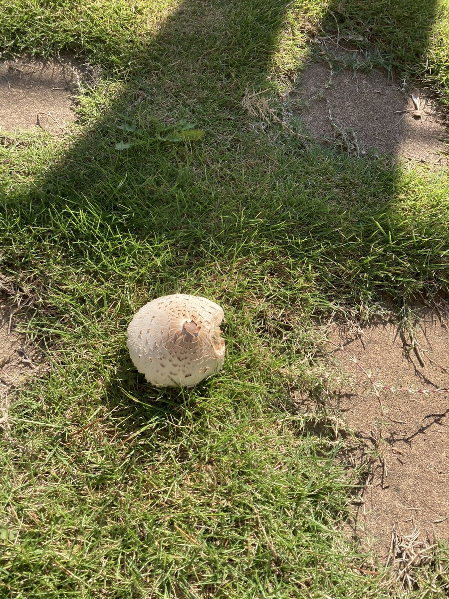 hiro65288371's tweet photo. 秋だね🍁芝にキノコ🍄 🍄
食べられないよね😜 #秋 #犬 #きのこ https://t.co/AnHb8JFlYI