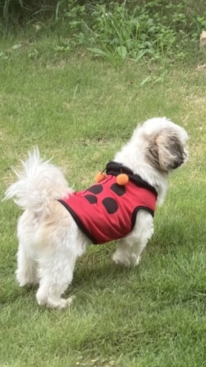 hiro65288371's tweet photo. 秋だね🍁芝にキノコ🍄 🍄
食べられないよね😜 #秋 #犬 #きのこ https://t.co/AnHb8JFlYI