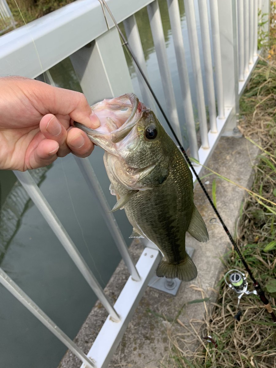 探し回るとキリがないので、夕方の短時間のみ。
近所の水門が最近たまに居てくれるので、チェック中にヒット。
久々のラージでちょっとレア感があり嬉しい。