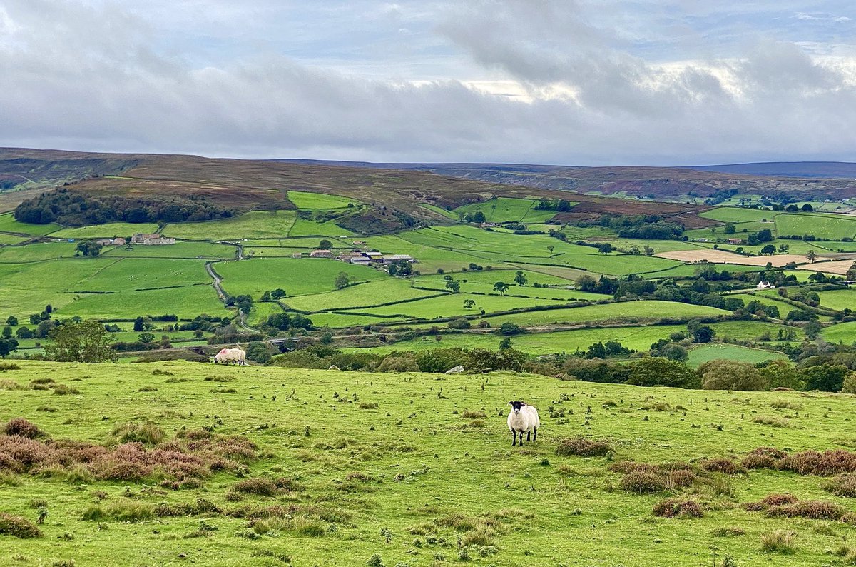 NickyJohnsonNY's tweet photo. Wishing you a happy Thursday from North York Moors 😊 https://t.co/x6ezbdvFAj