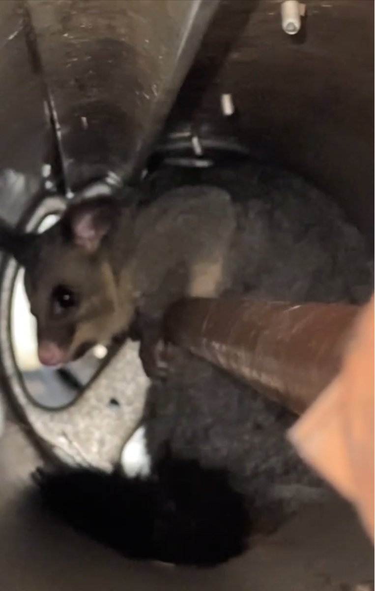 zenuska's tweet photo. My my, the things that startle the tech fixing my roller door. Looks like she (?) is living in the roller! https://t.co/4kHd4g6JgU