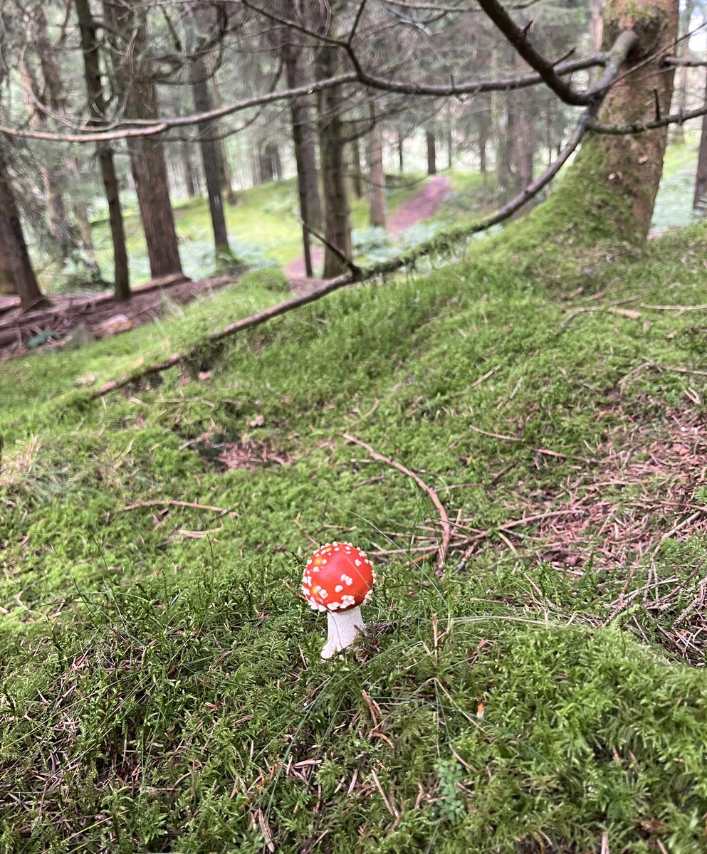 Pleased with my find this week <a href="/WoodlandTrust/">WoodlandTrust</a> <a href="/ForestryEngland/">Forestry England</a> #FlyAgaric ✨🍄💫🍄 x