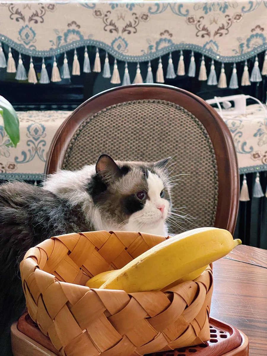 猫はどうして怒っているのですか。バナナが彼女を怒らせたのでしょうか。😂😂