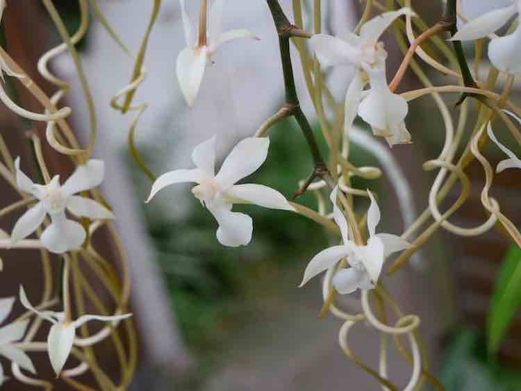 Nu in bloei in de tropische kassen van <a href="/HortusLeiden/">Hortus Leiden</a>: Aerangis kotschyana, uit de #orchideeën-familie.
Uniek zijn de lange sporen die lijken op een kurkentrekker. De plant wordt maar door één soort nachtvlinder (Agrius convolvuli)  bestoven vanwege zijn lange roltong.