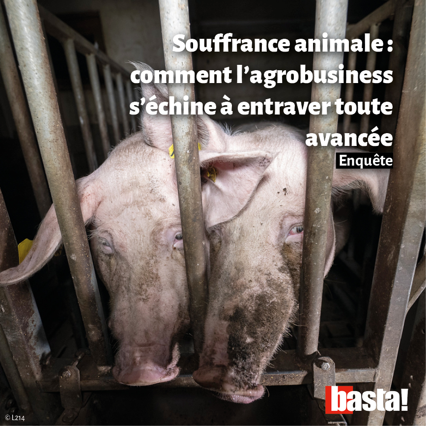 La Commission🇪🇺 a annoncé une ambitieuse réforme pour améliorer le bien-être animal. Mais elle traîne, sous la pression des lobbys de l’#agroalimentaire. 

En France, le ministère de l’#Agriculture freine tout changement de modèle.

Enquête par <a href="/axellepb/">Axelle Playoust-Braure</a> 👉basta.media/Souffrance-ani…